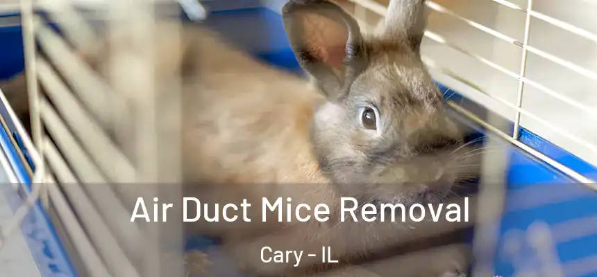  Air Duct Mice Removal Cary - IL