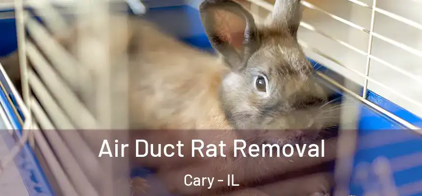  Air Duct Rat Removal Cary - IL